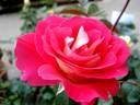 Frank Michaël rose photo