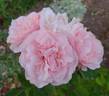 Eifelzauber rose photo