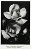 Centenaire de Lourdes rose photo
