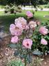 La Marne rose photo