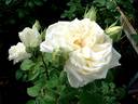 Henri Salvador ® rose photo
