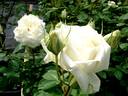 Henri Salvador ® rose photo
