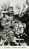 Atlantic ® rose photo