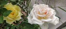 Elizabeth Harkness ® rose photo