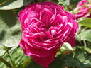 Old Port rose photo