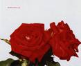 Barcarolle rose photo
