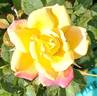 Pixie Dust rose photo