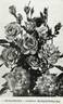 Farandole rose photo
