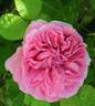 Duchesse de Rohan rose photo