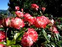 Carmagnole ® rose photo
