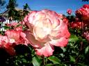 Carmagnole ® rose photo