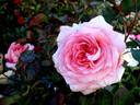 Arthur Rimbaud ® rose photo