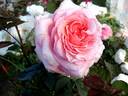 Arthur Rimbaud ® rose photo