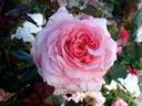Arthur Rimbaud ® rose photo