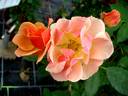 Grimpant Happy Dance® rose photo