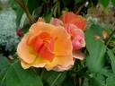 Grimpant Happy Dance® rose photo
