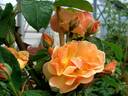 Grimpant Happy Dance® rose photo