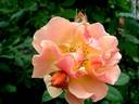 Grimpant Happy Dance® rose photo