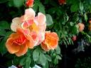 Grimpant Happy Dance® rose photo