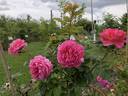 AKA 221-18 rose photo