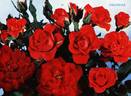 Farandole rose photo