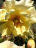 Yellow Sweetheart, Cl. rose photo