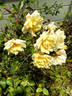 Yellow Sweetheart, Cl. rose photo