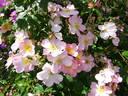 Smarty ® rose photo