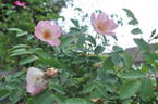 Frühlingsmorgen rose photo