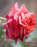 Mama Africa rose photo
