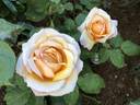 Tahitian Sunset ™ rose photo