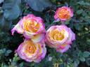 Bees Knees ™ rose photo