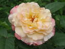 Aquarell rose photo