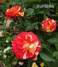 Brush Strokes rose photo
