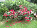 Ramblin' Red rose photo