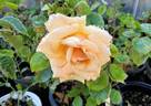 Buttercup rose photo