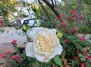Comtesse de Cassagne rose photo