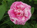Camaïeux rose photo