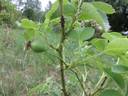 Fimbriata rose photo