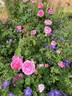 Reverend H. d'Ombrain rose photo