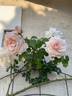 Penny Lane rose photo