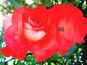 Cap Horn rose photo