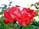Cap Horn rose photo