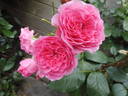 I Am Grateful™ Plant'n'relax® rose photo
