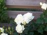 White Symphonie rose photo
