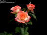 Baby Katie ™ rose photo