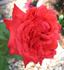 Bing Crosby rose photo