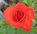 Bing Crosby rose photo