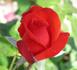 Bing Crosby rose photo