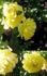 Lemon Zest™ rose photo